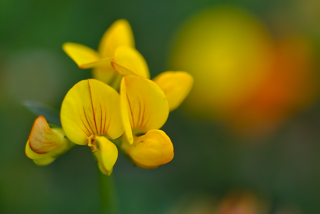 Birdsfoot Trefoil